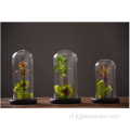 Groothandel Houten Cloche Bell Jar Bloem Glazen Koepel Set